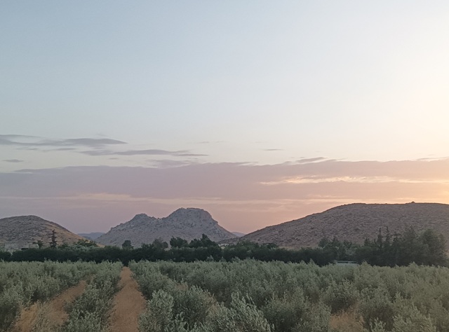 Propriété avec oliviers à vendre à Amghass